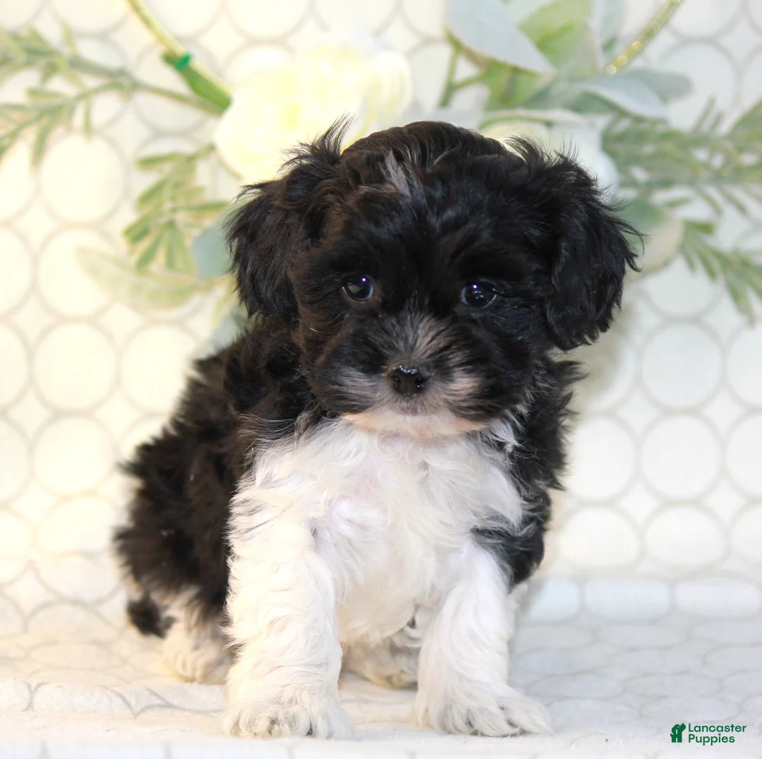 Shihpoo dogs for sale: Ally - Ad 4
