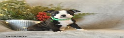 Boston Terrier dogs for sale: Skipper - Ad 4