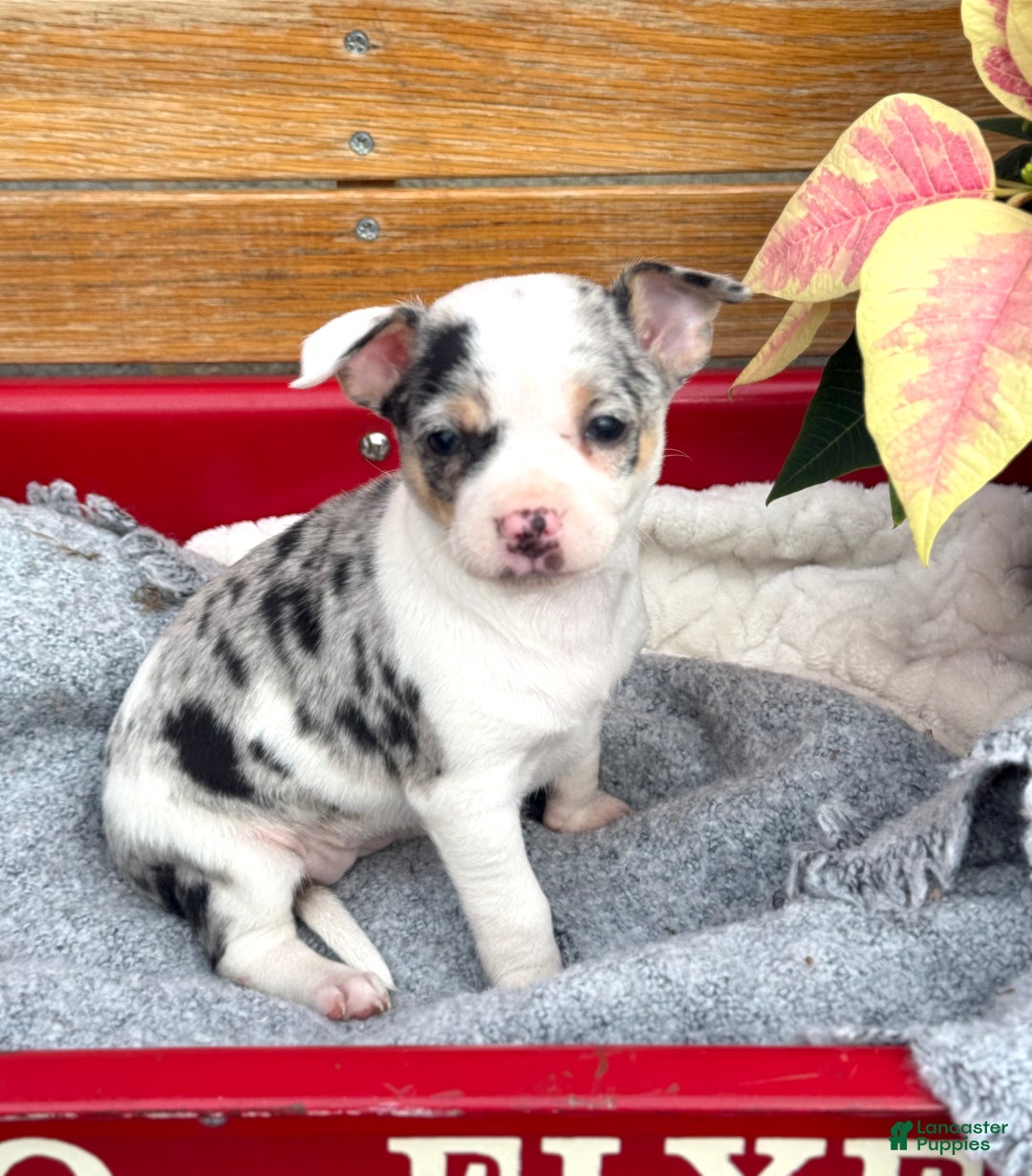 Chihuahua dogs for sale: Clara - Ad 7