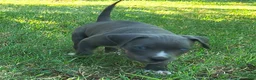 American Pit Bull Terrier dogs for sale: Bonus - Ad 2