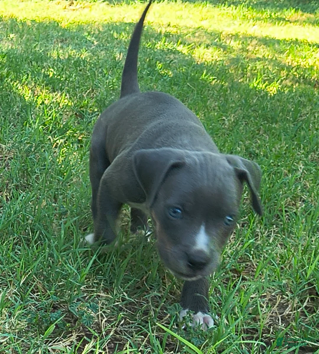 American Pit Bull Terrier dogs for sale: Bonus - Ad 2