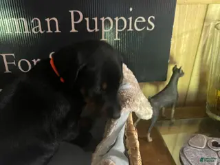Doberman Pinscher dogs Orange collared female - Ad 2