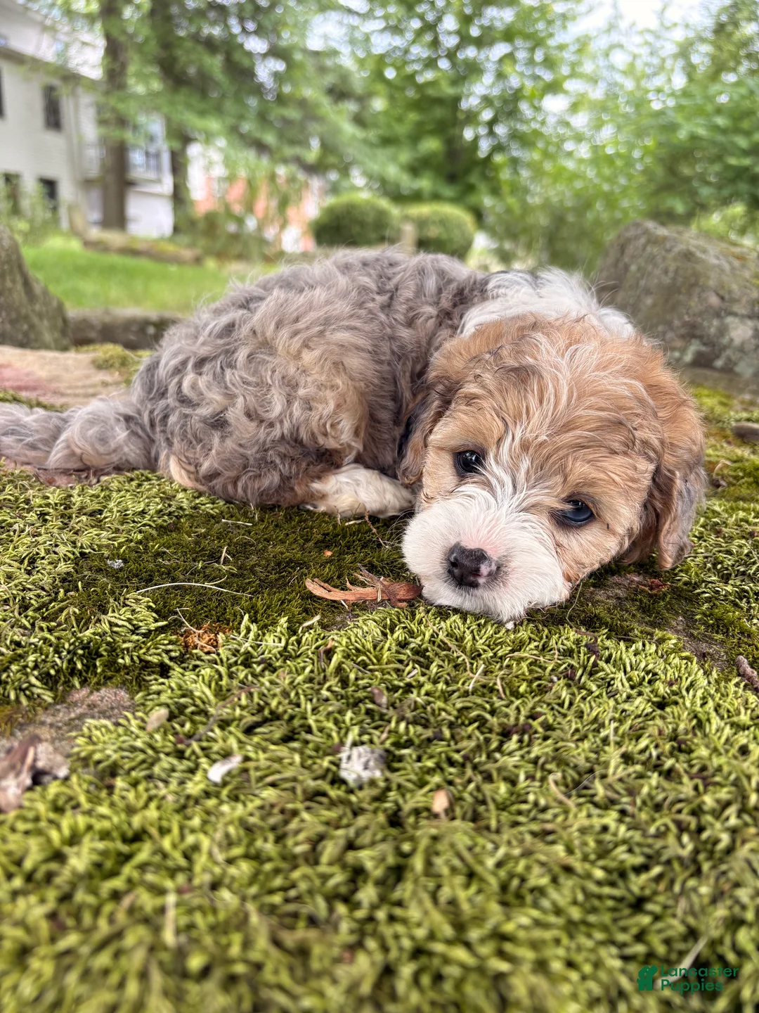 Corgipoo dogs for sale: Willow-F1B-CorgiPoo Merle - Ad 2