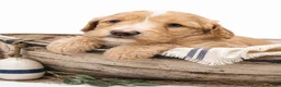 Aussiedoodle dogs for sale: Aussiedoodle 3 - Ad 3