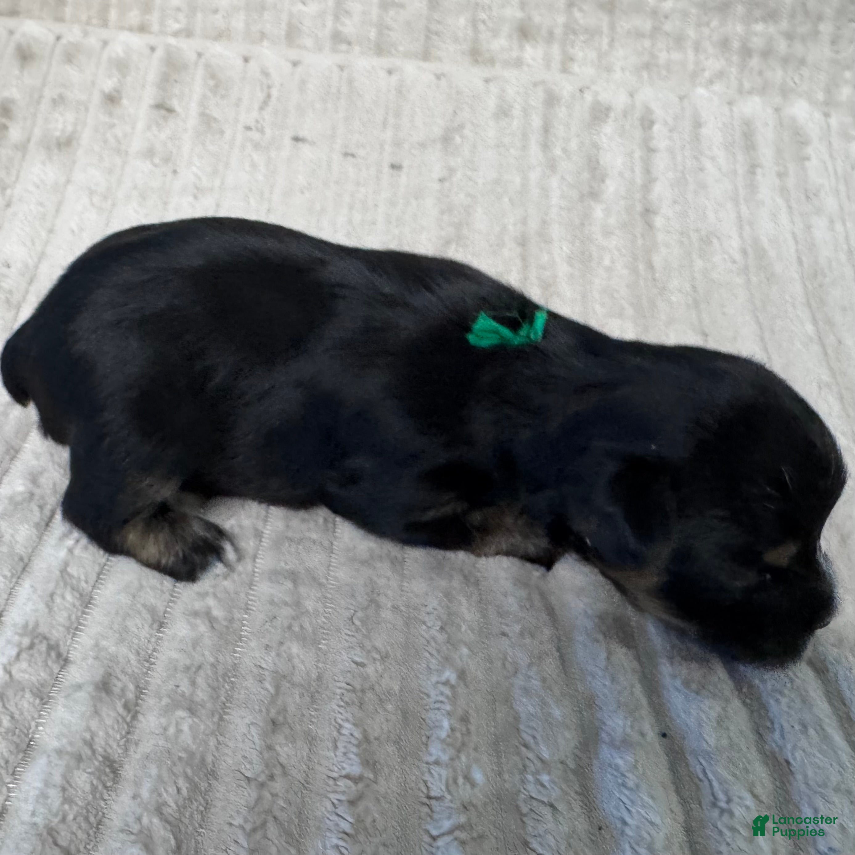 Yorkshire Terrier dogs for sale: Milo-Green - Ad 4