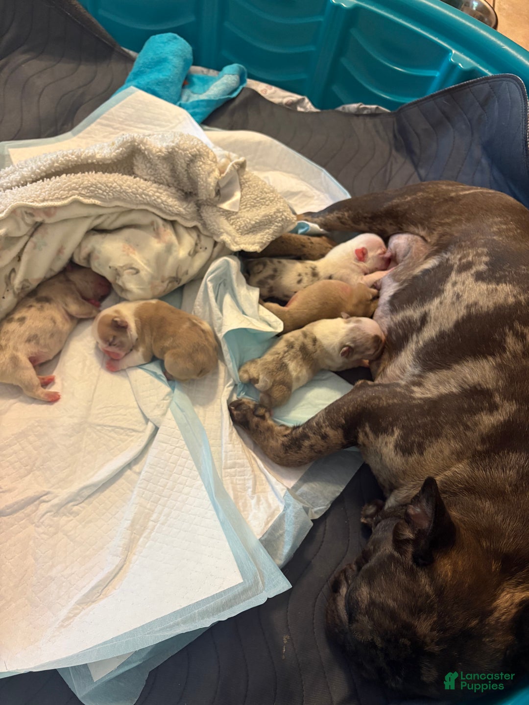 French Bulldog dogs for sale: French Bulldog Puppy 2 - Ad 7