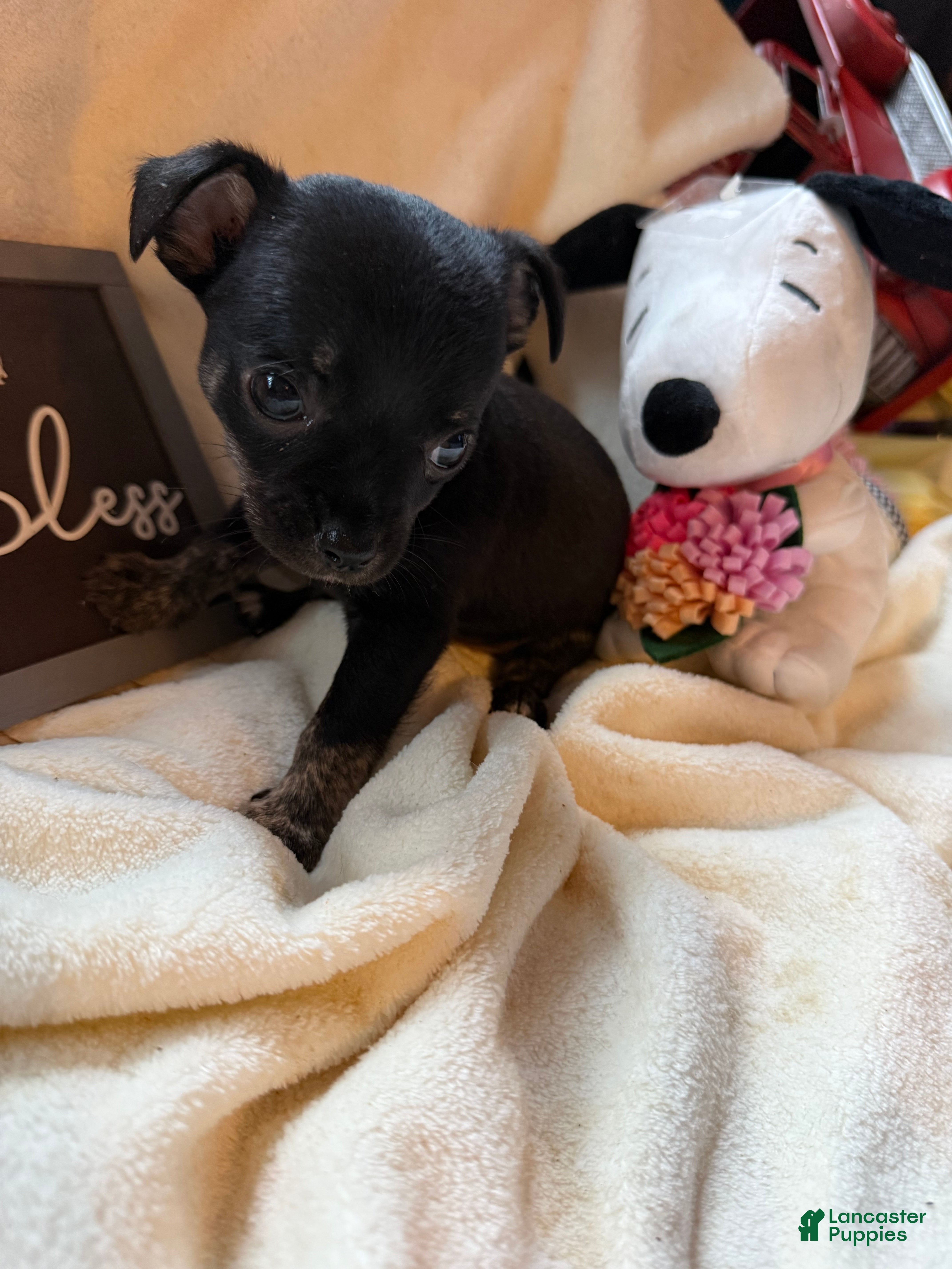 Chihuahua dogs for sale: Little blacky - Ad 3