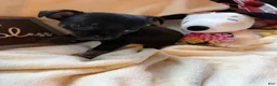 Chihuahua dogs for sale: Little blacky - Ad 1