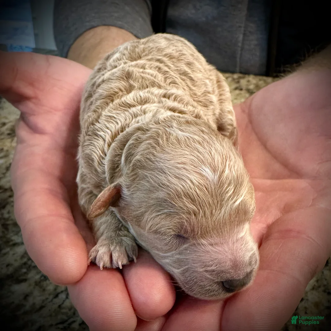 Miniature Poodle dogs for sale: Brie - Ad 1