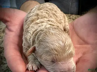 Miniature Poodle dogs Brie - Ad 9