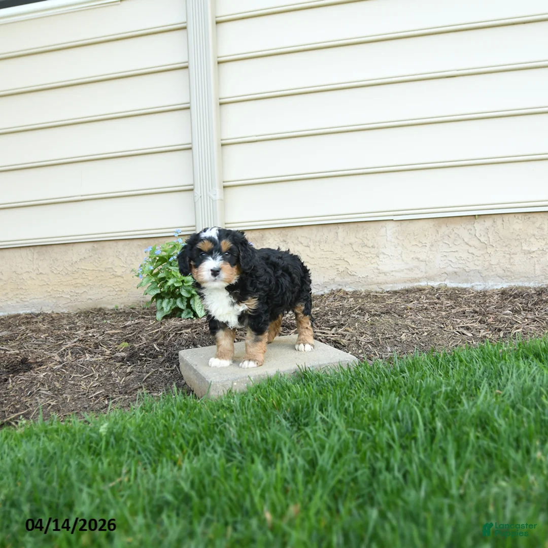 Bernedoodle dogs for sale: Bentley - Ad 2