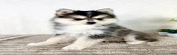 Pomsky dogs for sale: Aurora - Ad 4