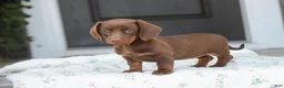 Dachshund dogs for sale: Mocha - Ad 6