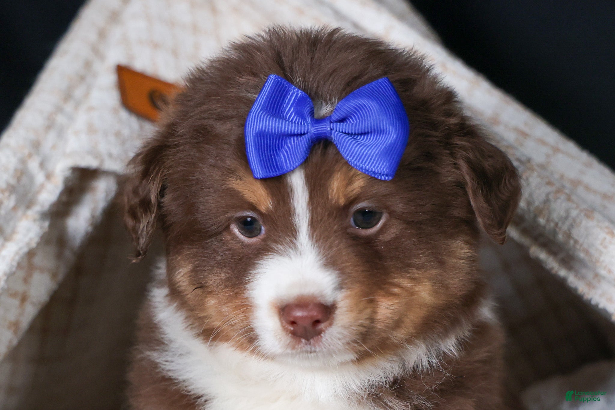 Miniature Australian Shepherd dogs SPIKE - Ad 8