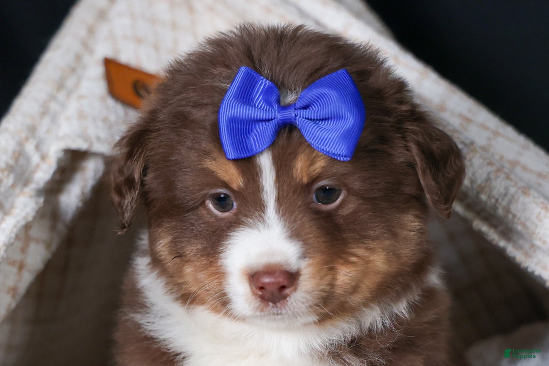 Miniature Australian Shepherd dogs for sale: SPIKE - Ad 1