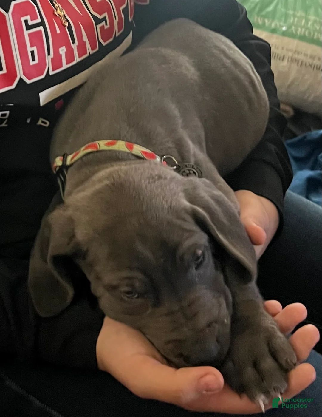 Great Dane dogs for sale: Great Dane Puppy 5 - Ad 2