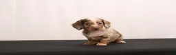 Dachshund dogs for sale: Snowy - Ad 12