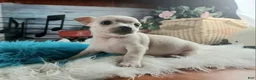 Chihuahua dogs for sale: Haleys cream boy. Hand Delivery  - Ad 2