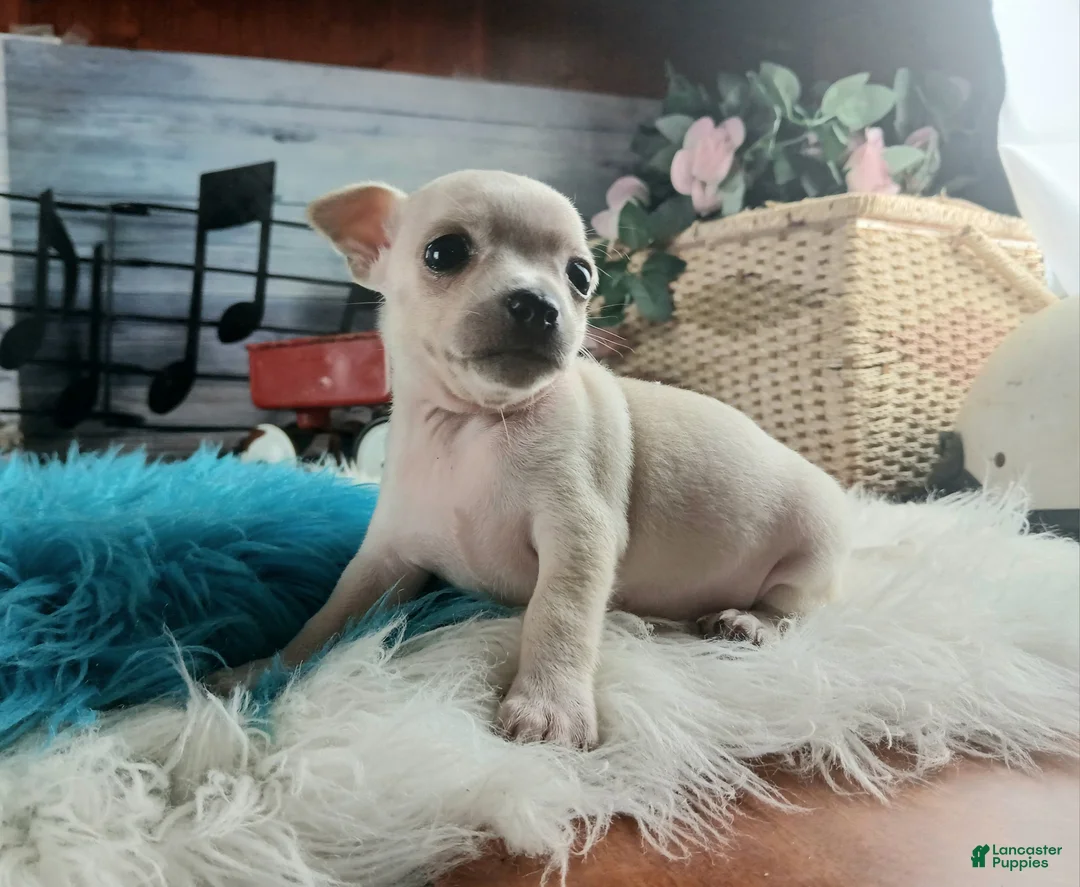 Chihuahua dogs for sale: Haleys cream boy. Hand Delivery  - Ad 2