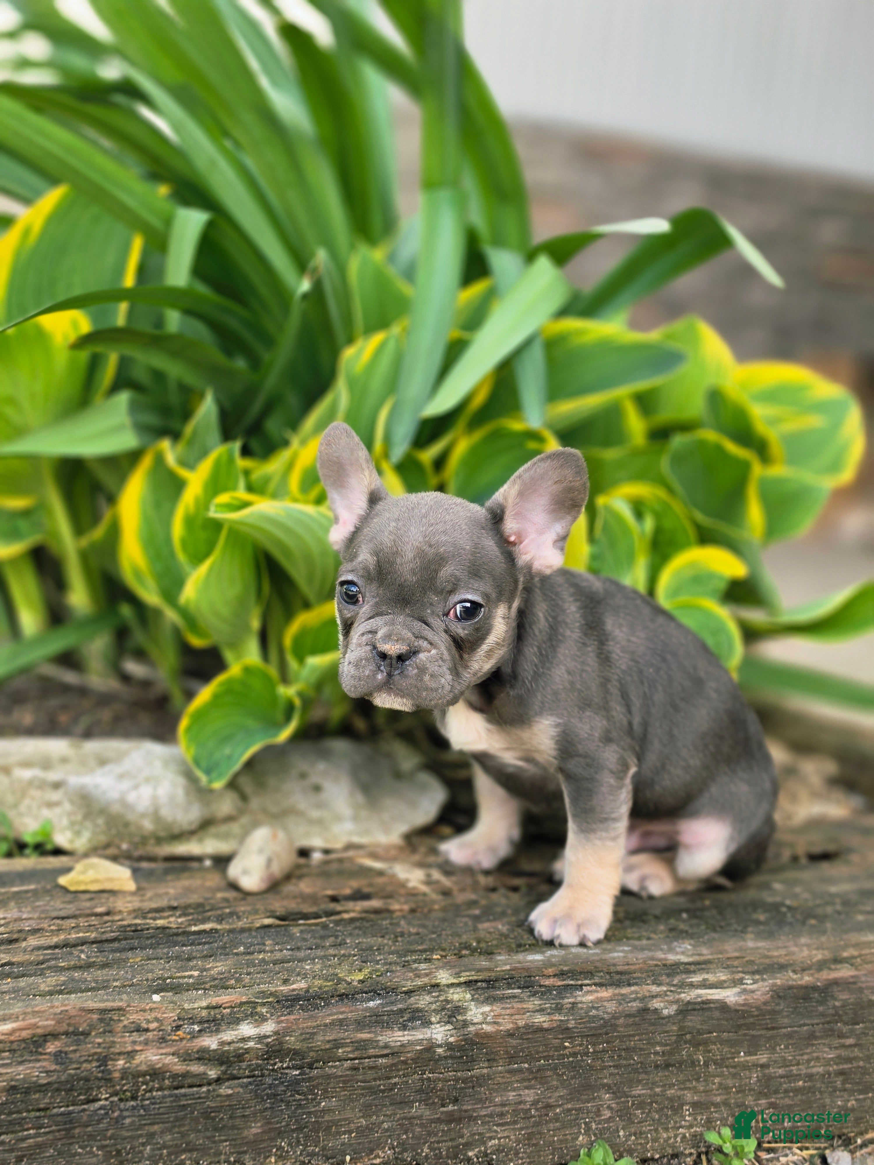 French Bulldog dogs Mario - Ad 1