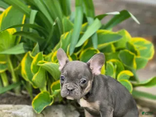 French Bulldog dogs for sale: Mario - Ad 2