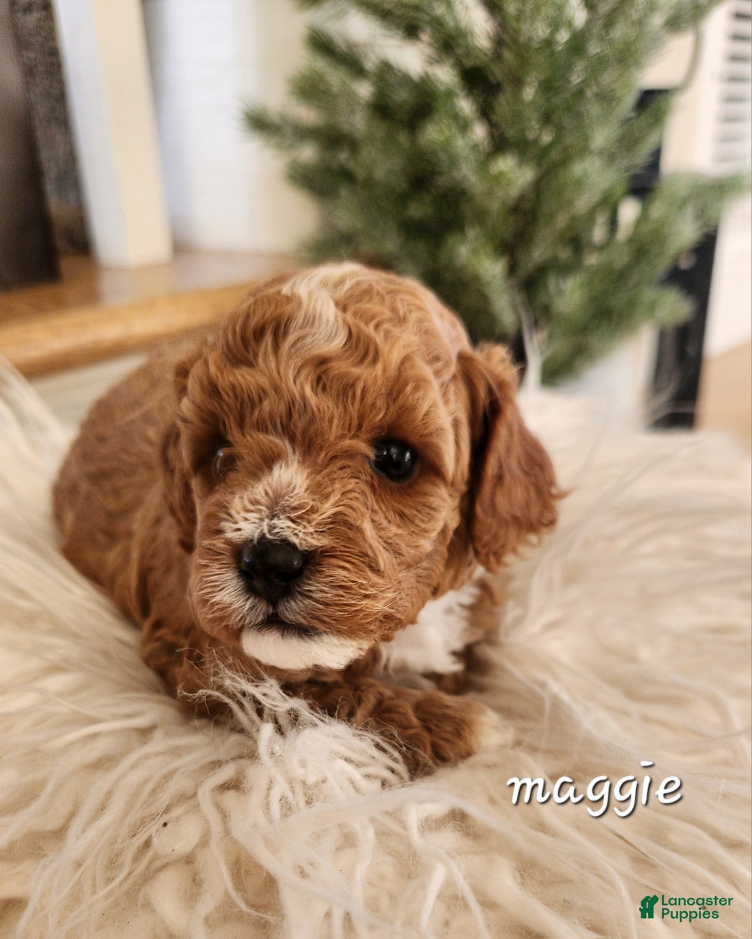 Cavapoo dogs for sale: Maggie - Ad 3