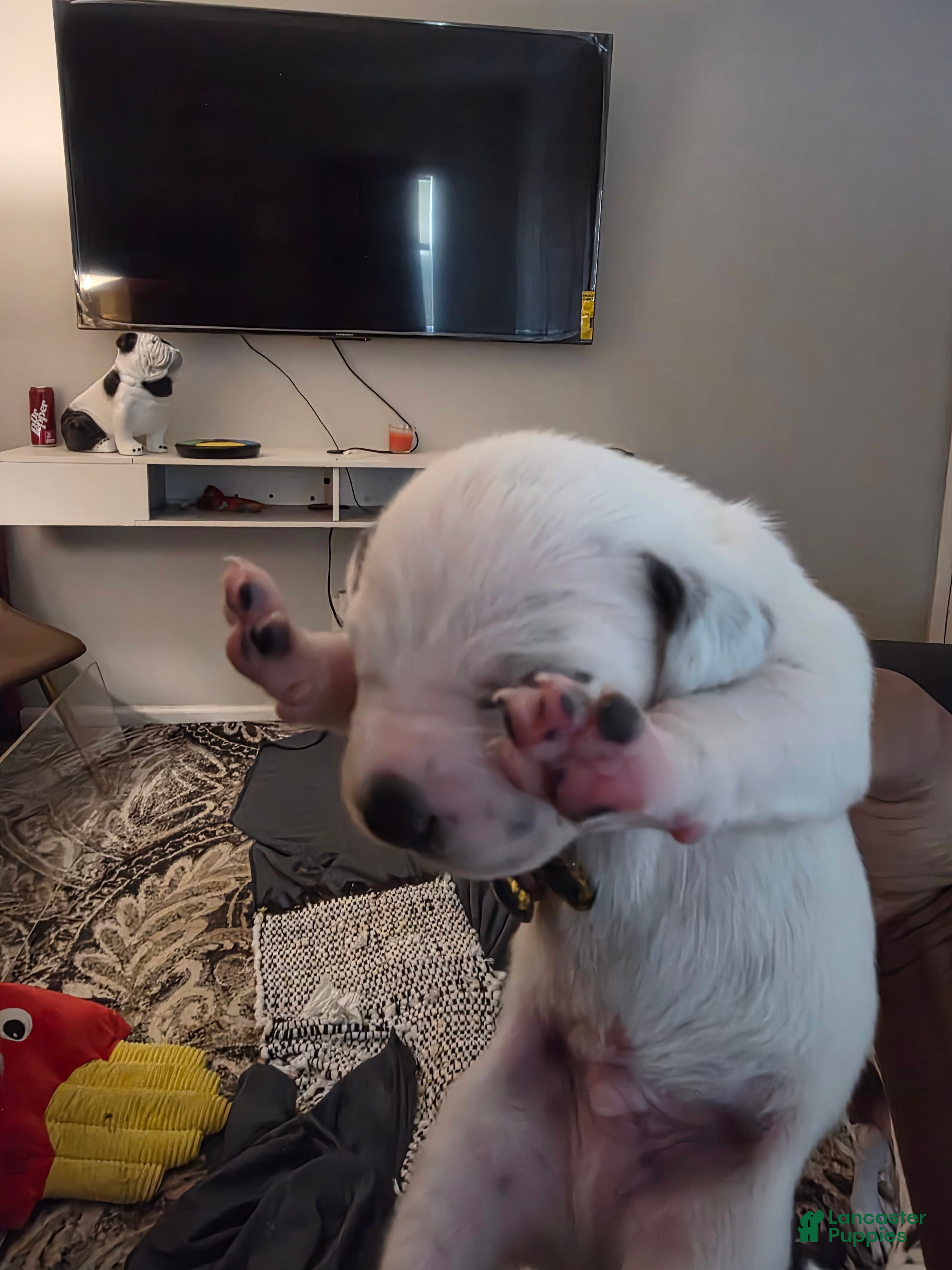 Dalmatian dogs Dalmatian Puppy 5 - Ad 10