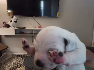 Dalmatian dogs Dalmatian Puppy 5 - Ad 10