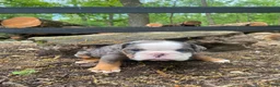 English Bulldog dogs for sale: Merle - Ad 3