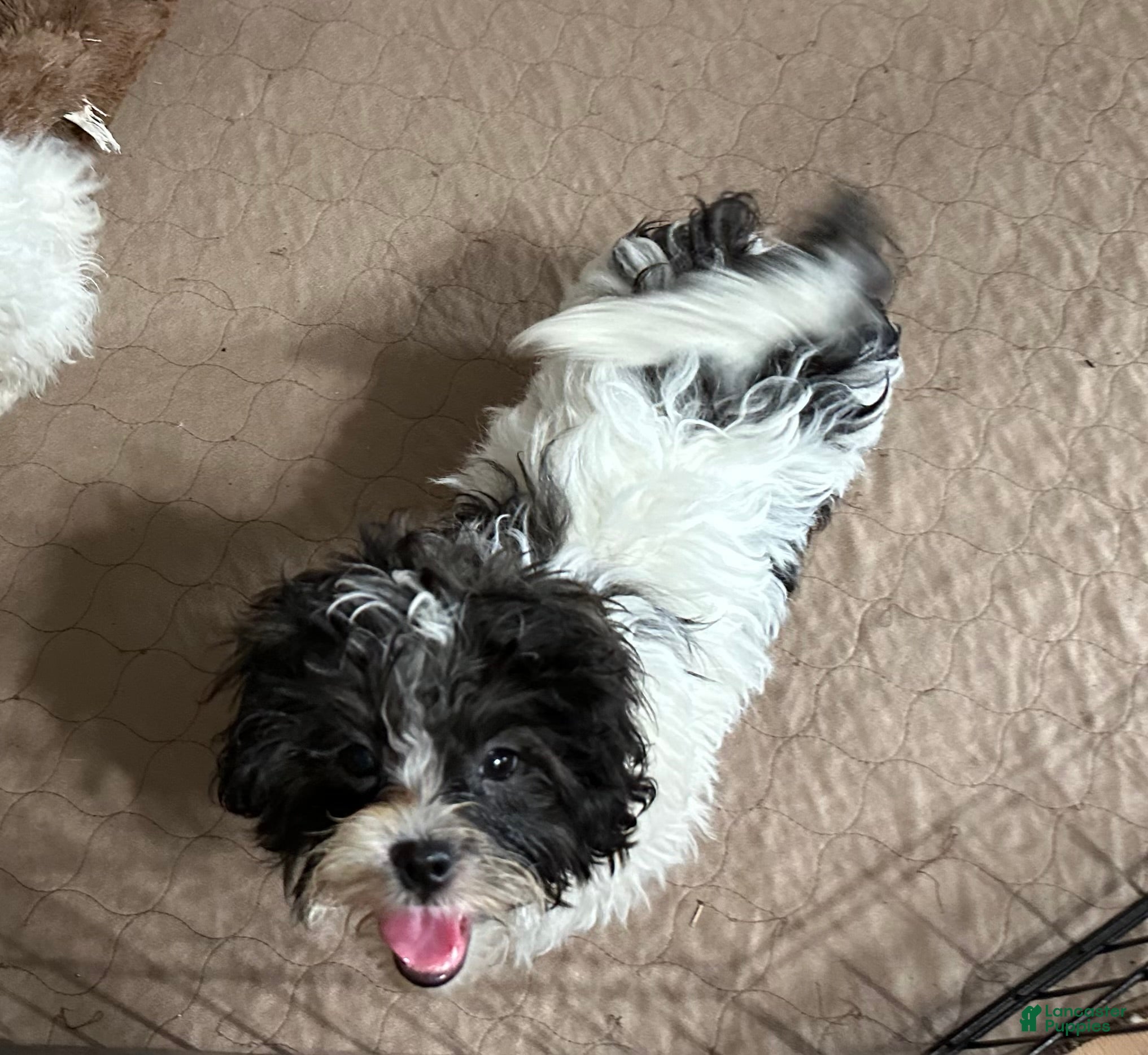 Shihpoo dogs Shihpoo Puppy 6 - Ad 21