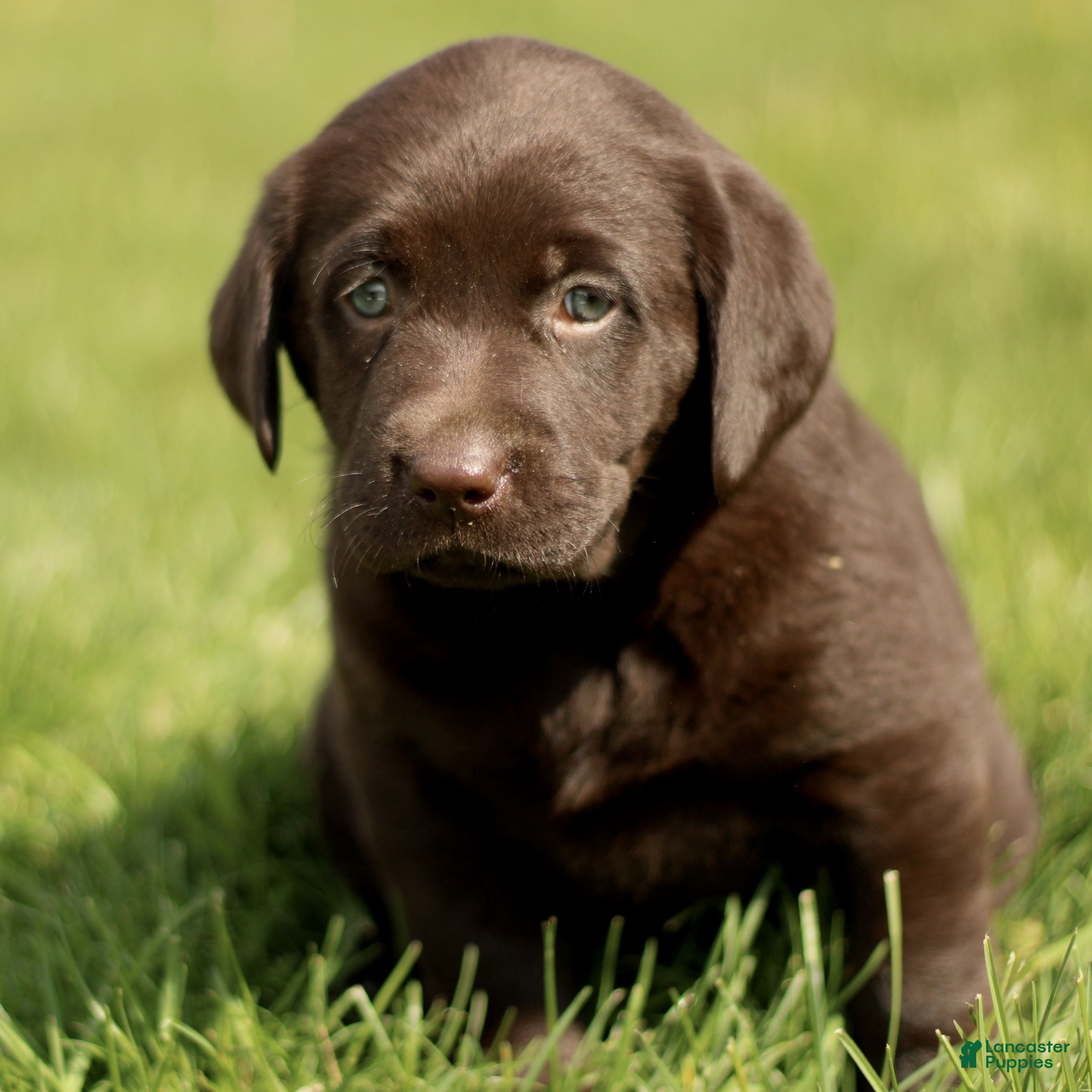 Labrador Retriever dogs for sale: Karina  - Ad 4