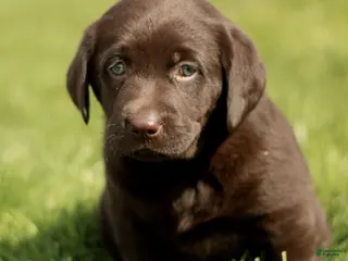 Labrador Retriever dogs for sale: Karina - Ad 4