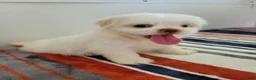 Shih Tzu dogs for sale: Shih Tzu 1 - Ad 4