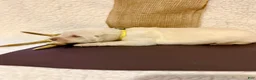 Labrador Retriever dogs for sale: Labrador Retriever Jethro yellow collar  - Ad 4
