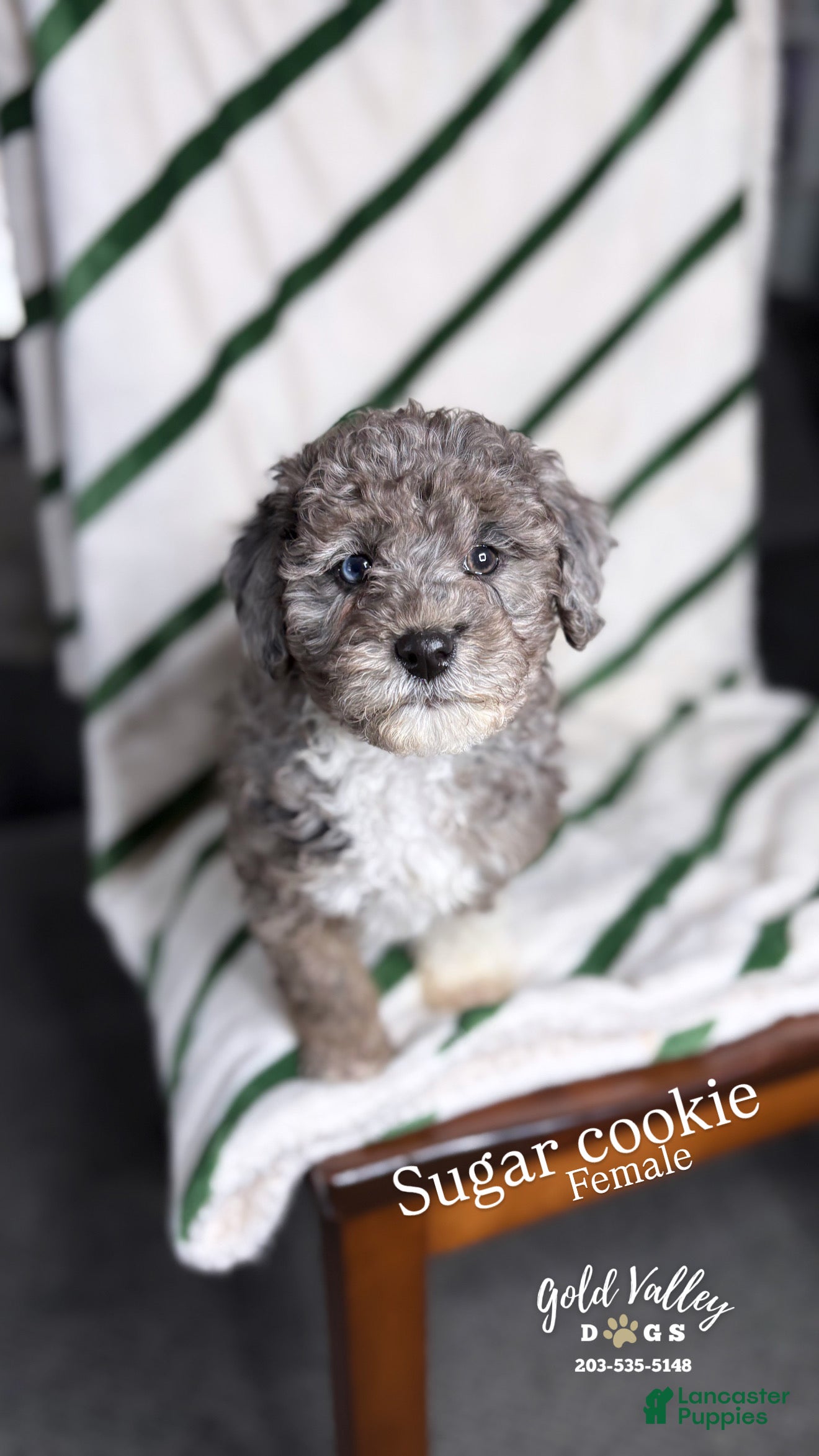 Mixed Breed dogs SUGAR COOKIE  - Ad 42