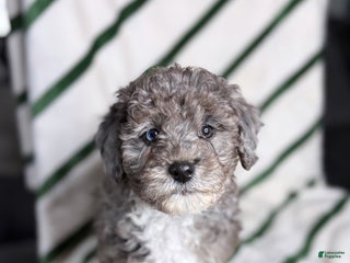 Mixed Breed dogs SUGAR COOKIE - Ad 42