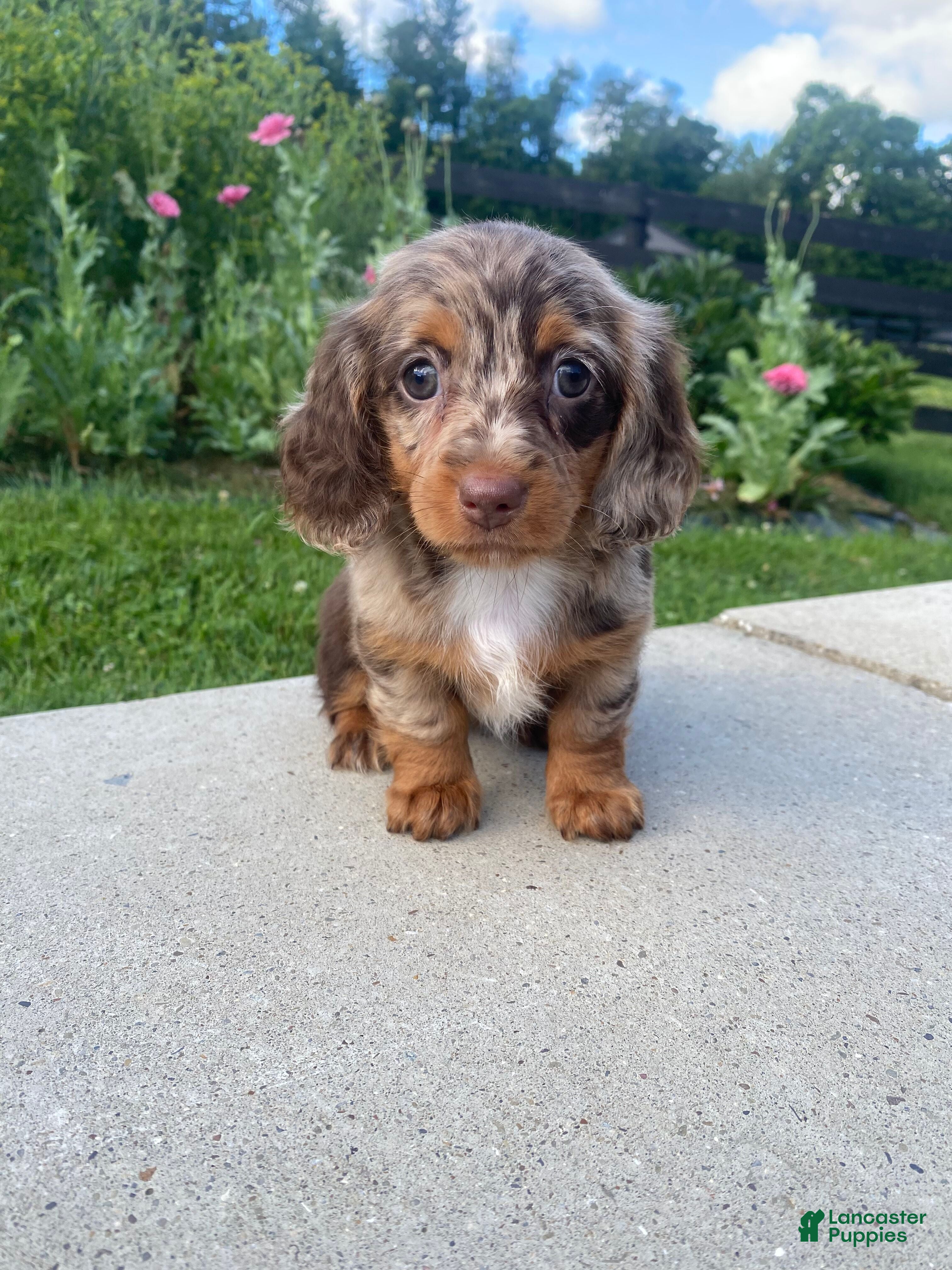 Miniature Dachshund dogs Nora - Ad 2