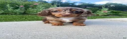 Miniature Dachshund dogs for sale: Nora - Ad 4