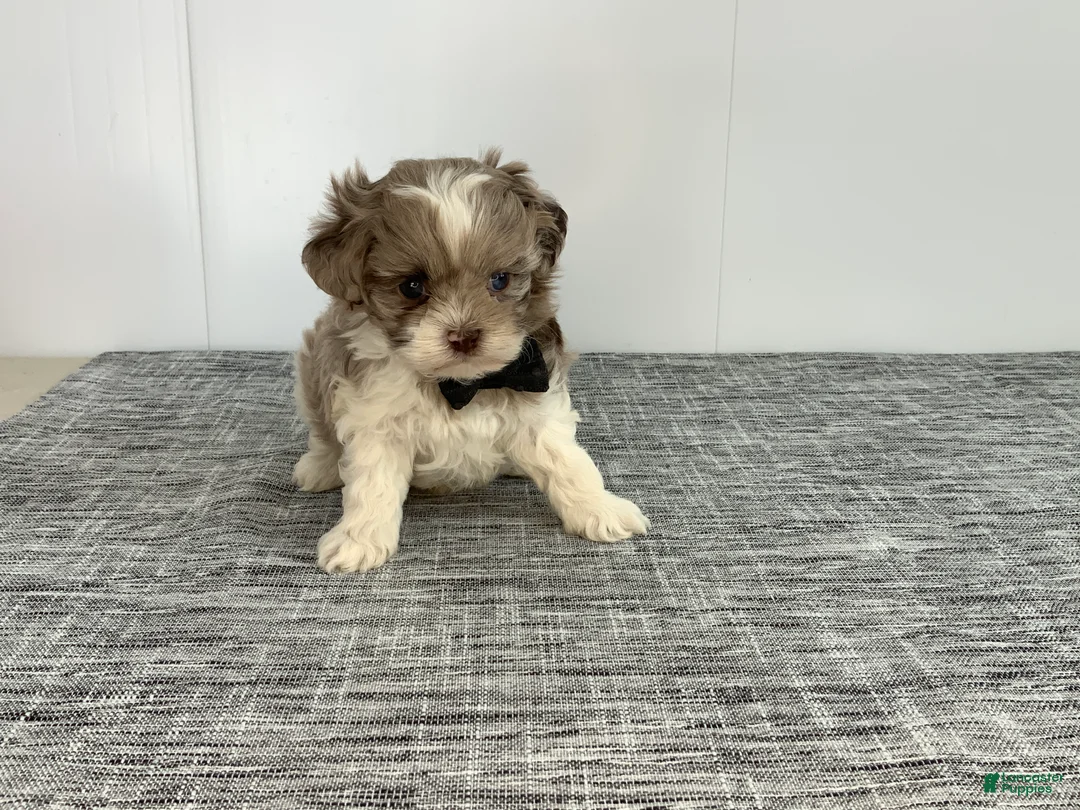 Toy Poodle dogs for sale: Zac - Ad 5