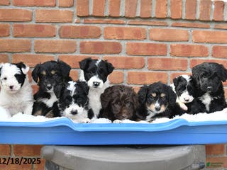 Aussiedoodle dogs Johnny - Ad 16