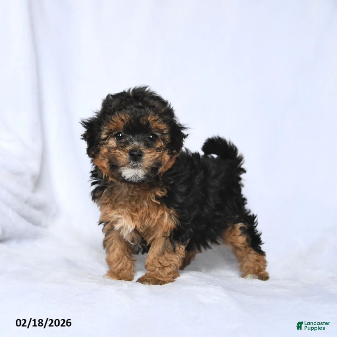 Havapoo dogs for sale: Lily - Ad 1