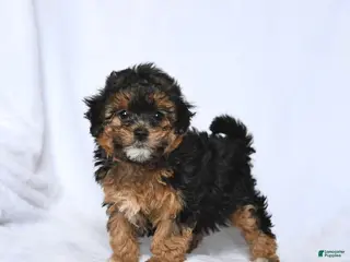 Havapoo dogs for sale: Lily - Ad 2