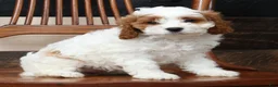 Cavapoo dogs for sale: Tina - Ad 8