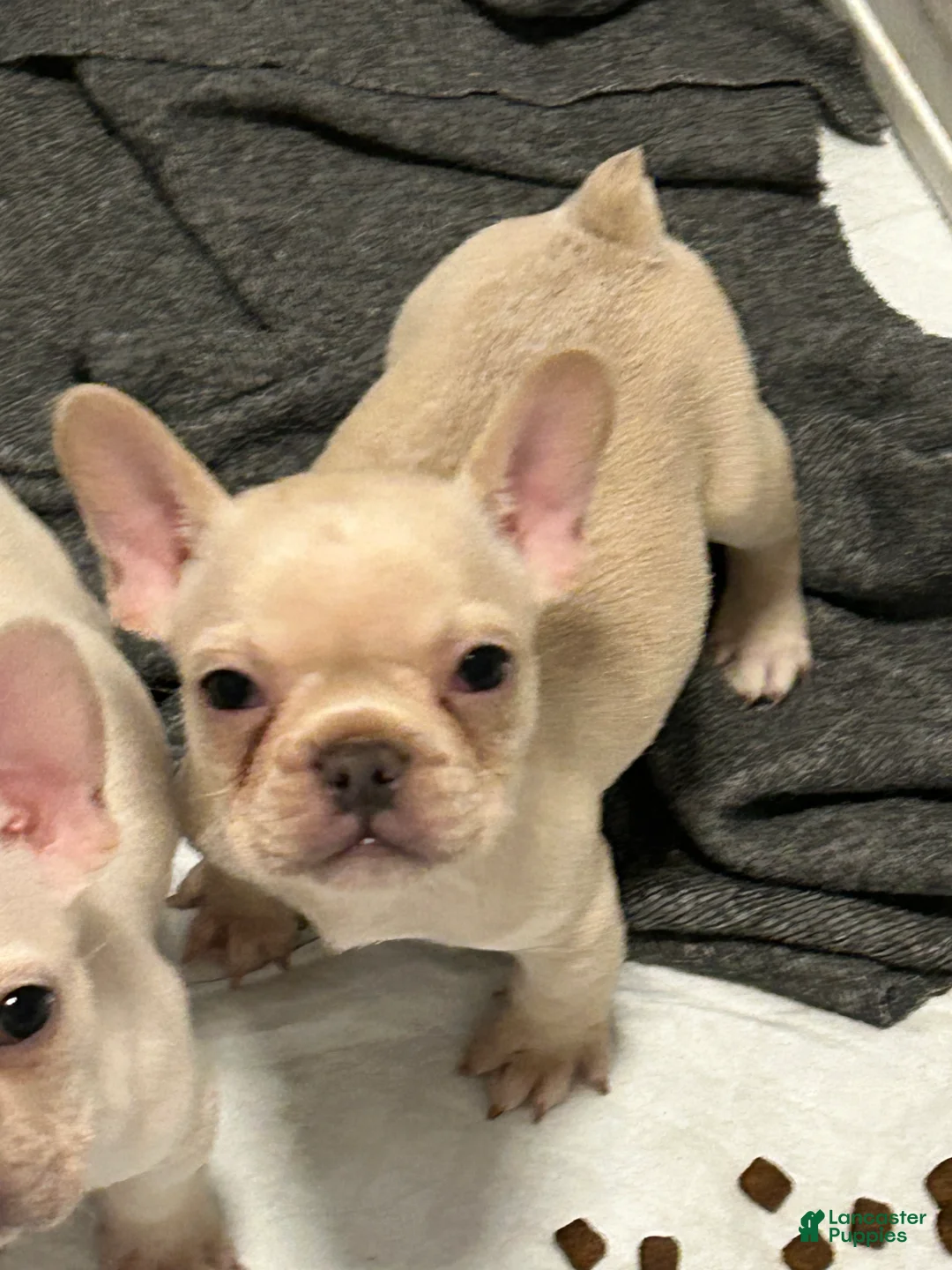 French Bulldog dogs for sale: French Bulldog 1 - Ad 2