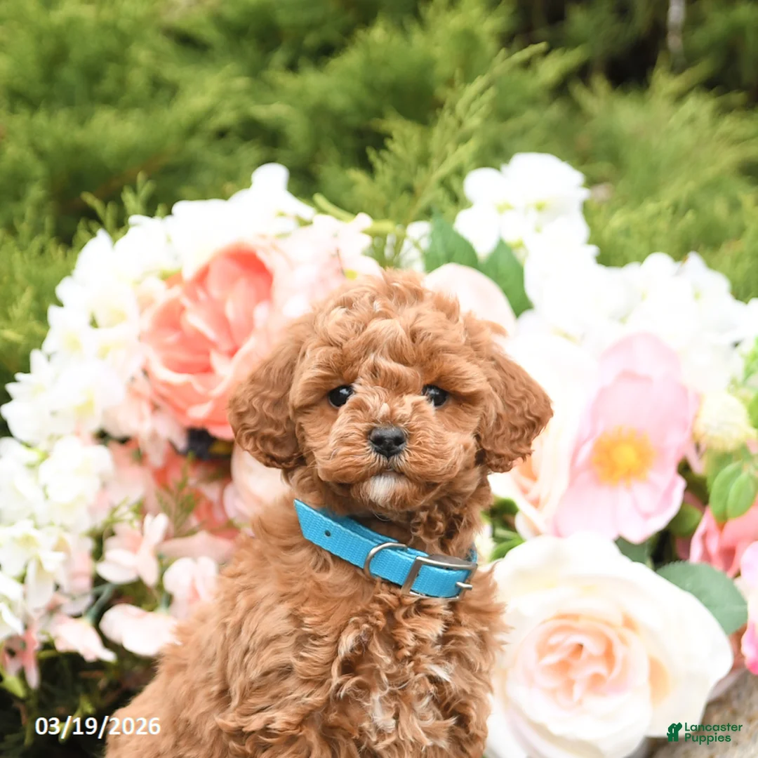 Mini Goldendoodle dogs for sale: Sugar - Ad 5