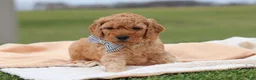 Mini Goldendoodle dogs for sale: Tigger - Ad 3
