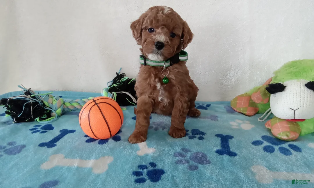 Cavapoo dogs for sale: Petey  - Ad 6