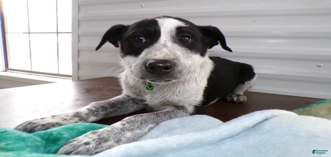 Gallery Image {{count}}