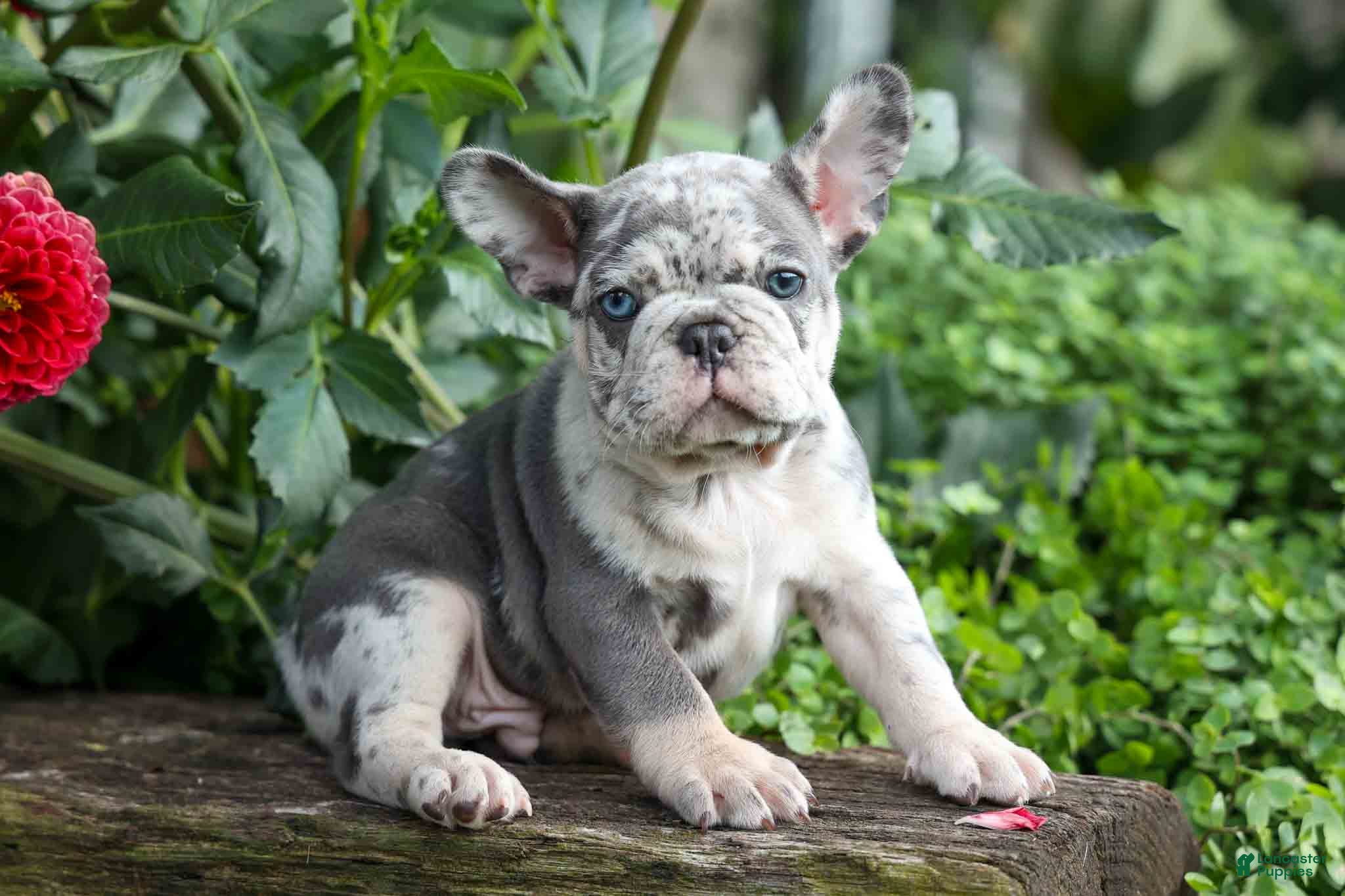 French Bulldog dogs 🐾 Magnes - Ad 2