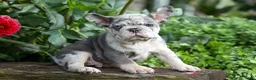 French Bulldog dogs for sale: 🐾 Magnes - Ad 2